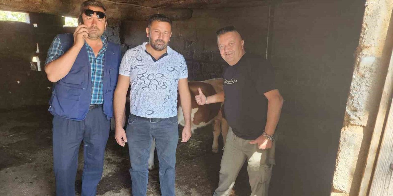 Çivril’de kaybolan iki buzağı mahalle halkını seferber etti