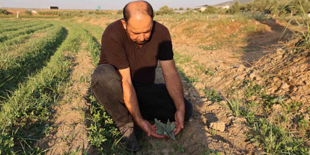 Aydın’da enginar fideleri toprakla buluşmaya başladı