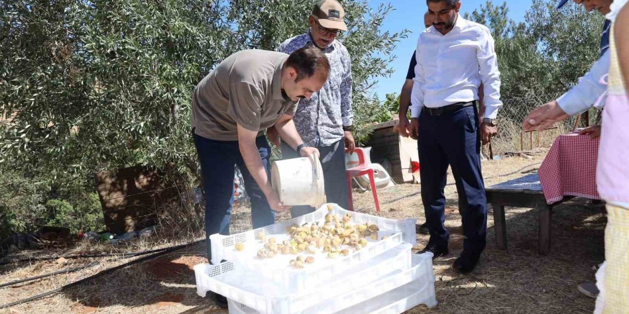Kaymakam Battal, incir hasadında üreticilerle bir araya geldi