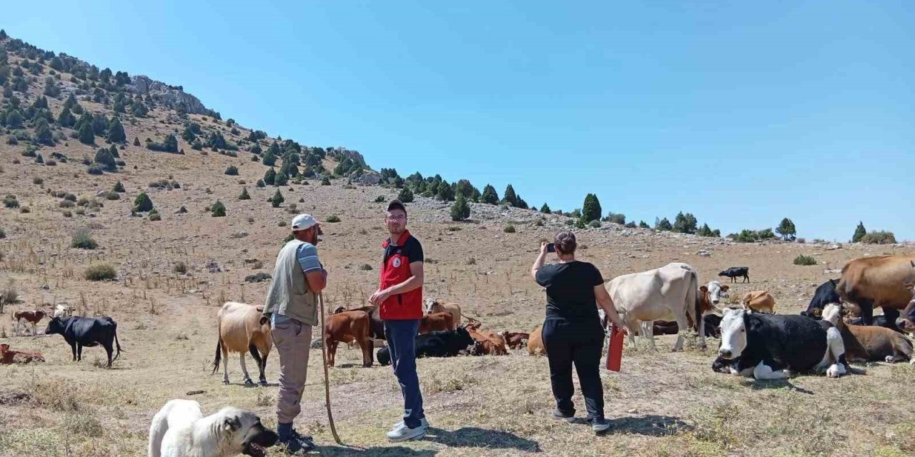 Yerli hayvan ırklarının korunması çalışmaları sürüyor