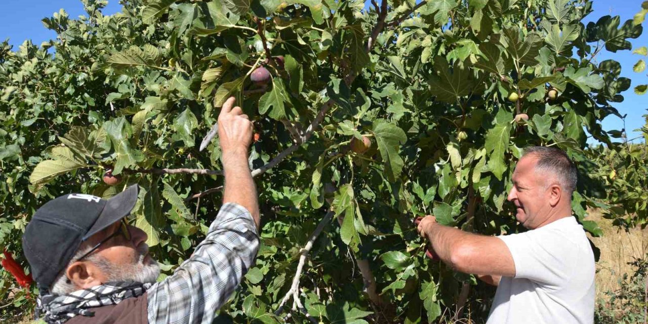 Demirci incirinde hasat mesaisi başladı