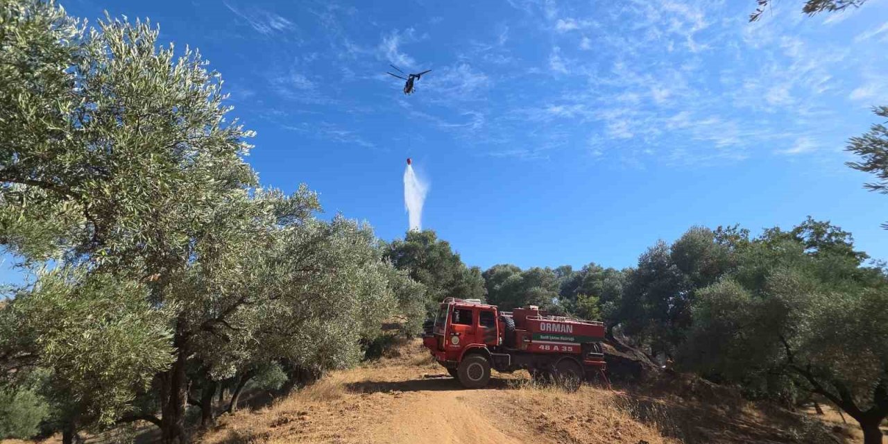 Nazilli’de çıkan yangında 2 dönüm zeytinlik zarar gördü