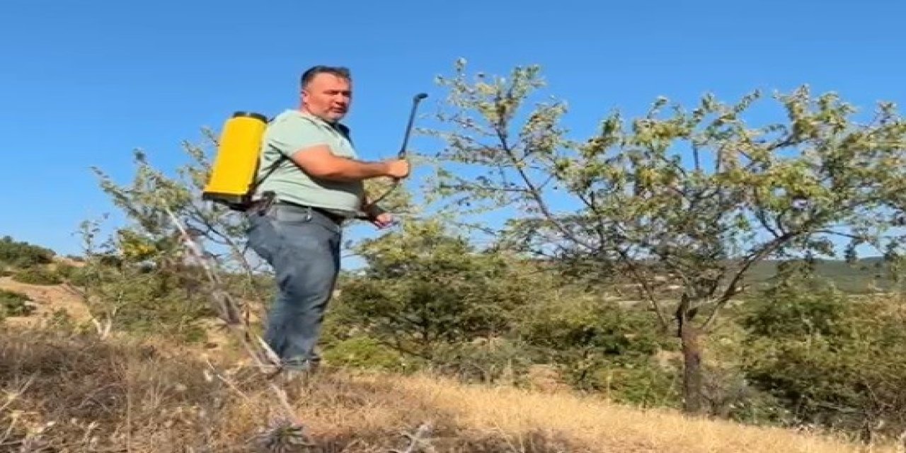 Tarla boş kalmasın diye diktiği badem ağaçlarından ilk kez verim aldı