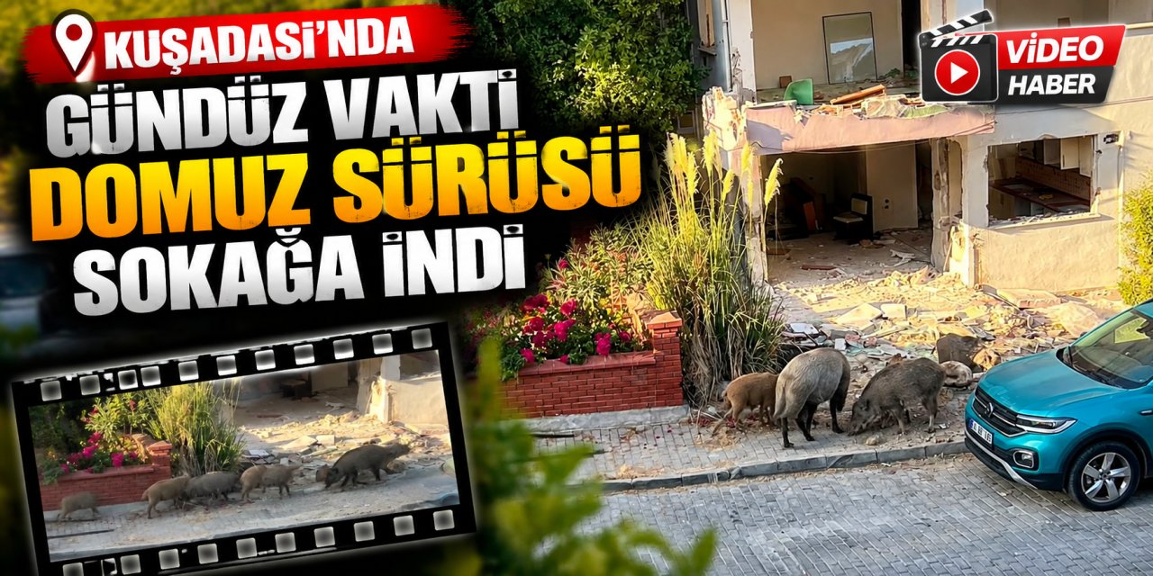 Kuşadası’nda gündüz vakti domuz sürüsü sokağa indi