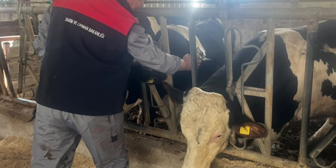 Baklan’da sonbahar dönemi şap aşılamaları başladı