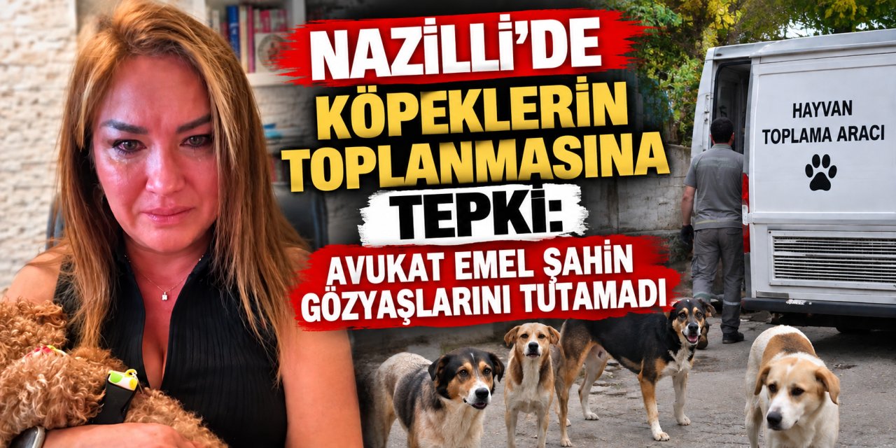 Nazilli’de köpeklerin toplanmasına tepki: Avukat Emel Şahin gözyaşlarını tutamadı