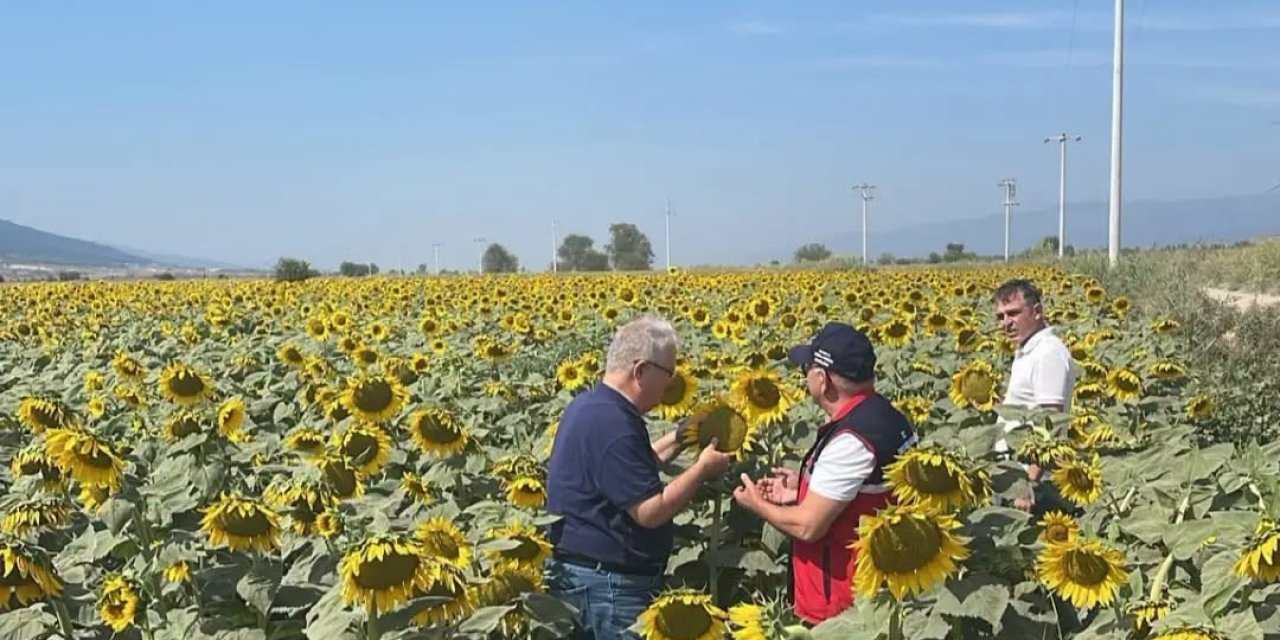 Kuyucak’ta ayçiçeği tarlaları denetlendi