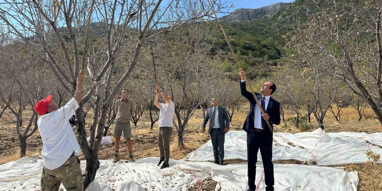 Datça’da badem hasadı sürüyor