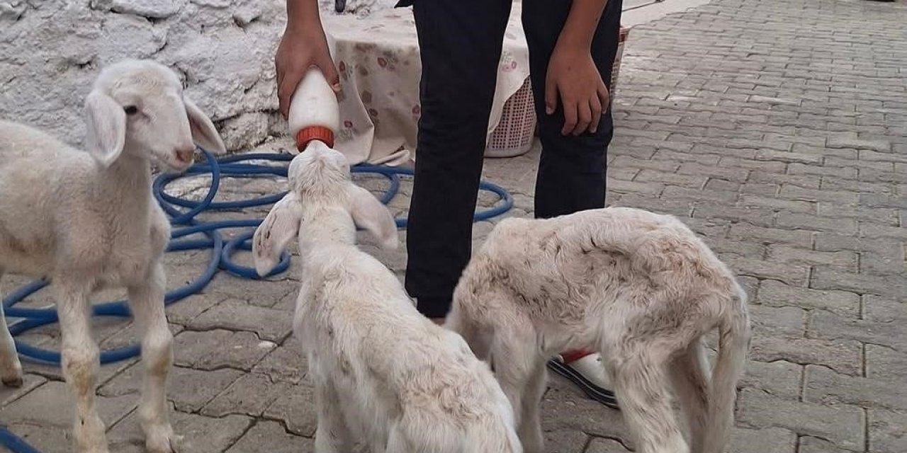 Anne sütünün yetmediği sevimli kuzular biberonla besleniyor