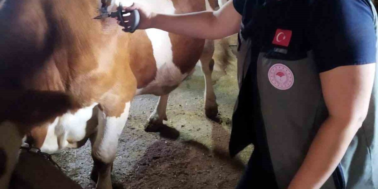 Afyonkarahisar’da şap hastalığıyla mücadele sürüyor