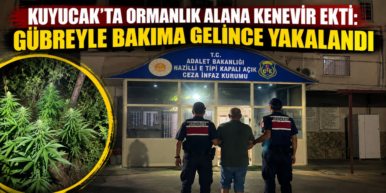 Kuyucak’ta ormanlık alana kenevir ekti: Gübreyle bakıma gelince yakalandı