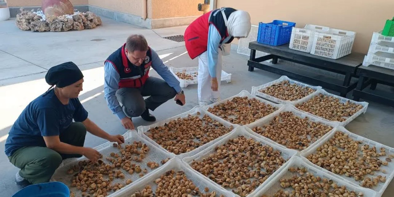 Aydın incirinin kalitesi için denetimler sürüyor