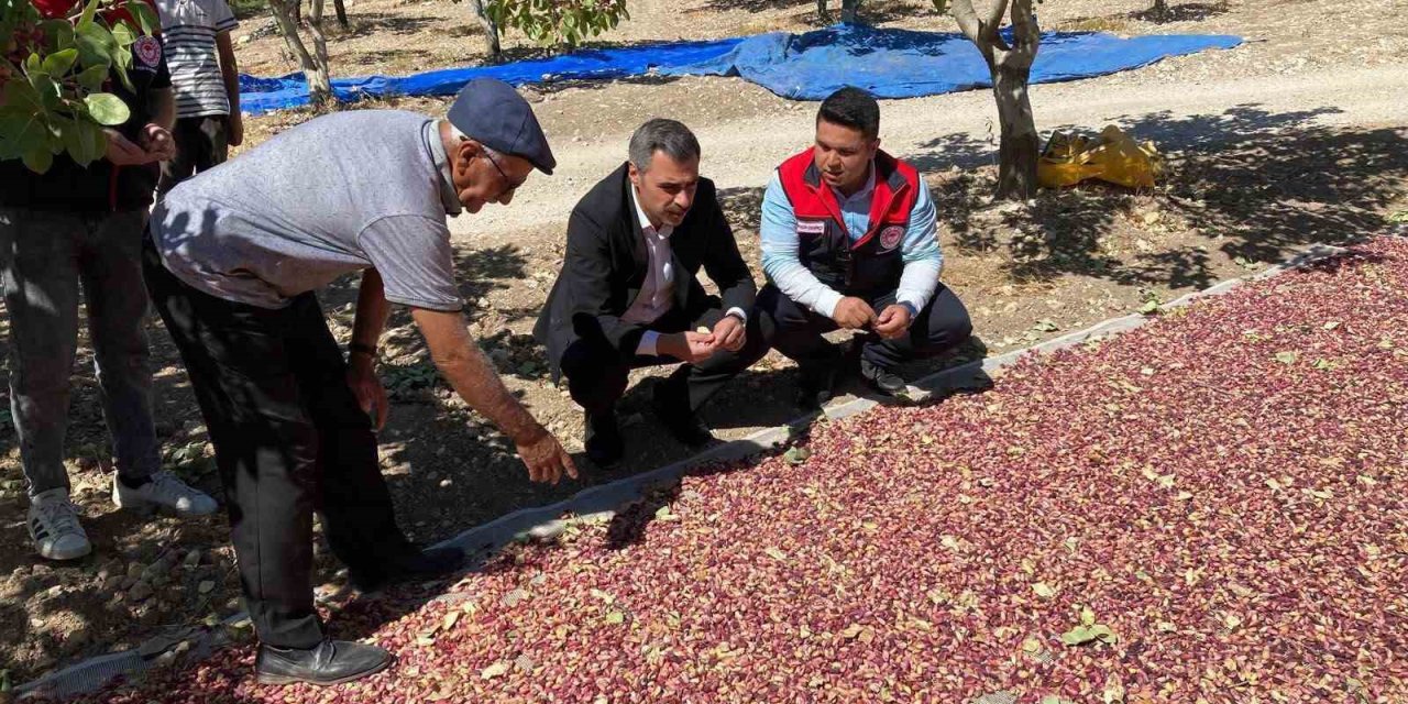Güney’de toplanan Antep fıstıkları üreticinin yüzünü güldürüyor