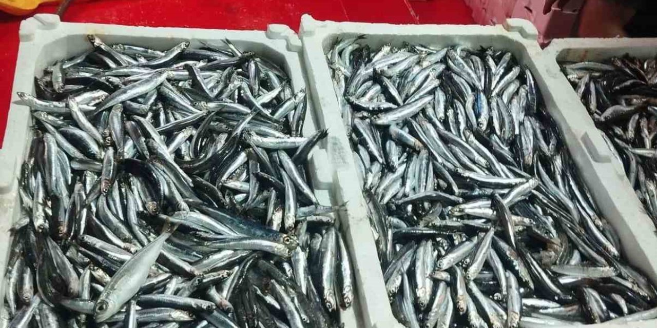 Didim’de hamsi denetimi sürüyor