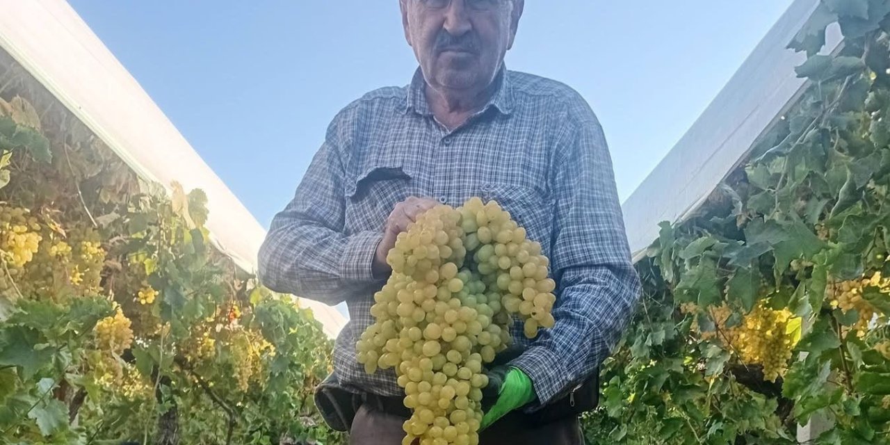 Sarıgöl’de 5,5 kiloluk dev üzüm salkımı