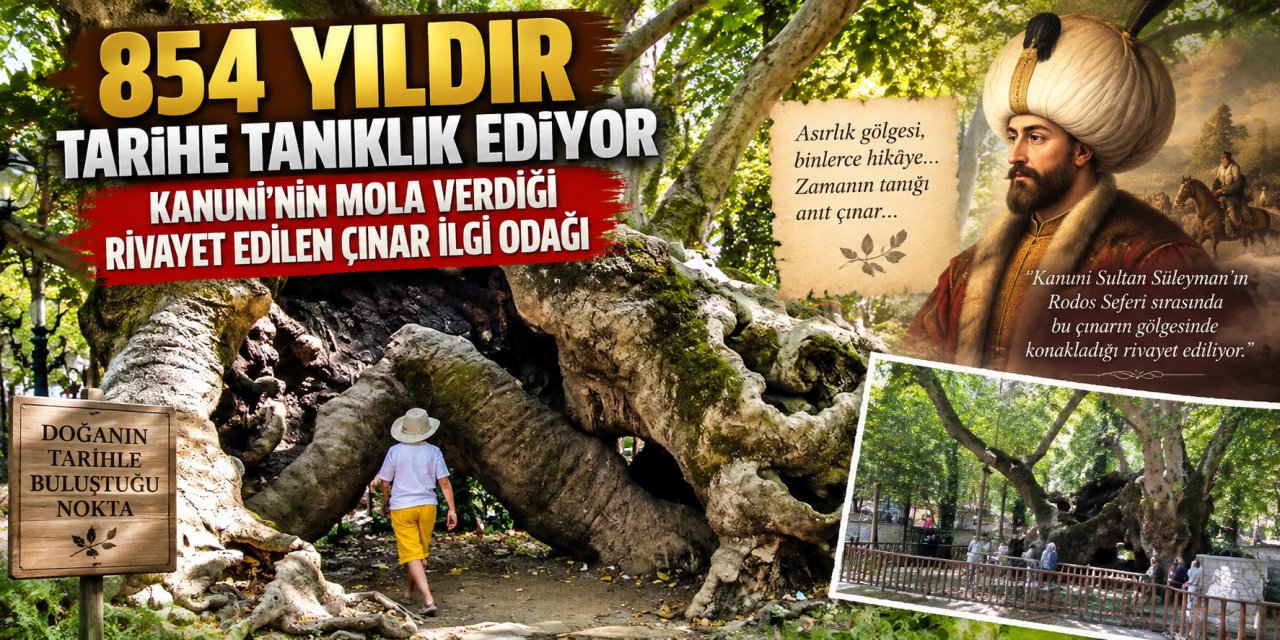 854 yıldır tarihe tanıklık ediyor: Kanuni’nin mola verdiği rivayet edilen çınar ilgi odağı
