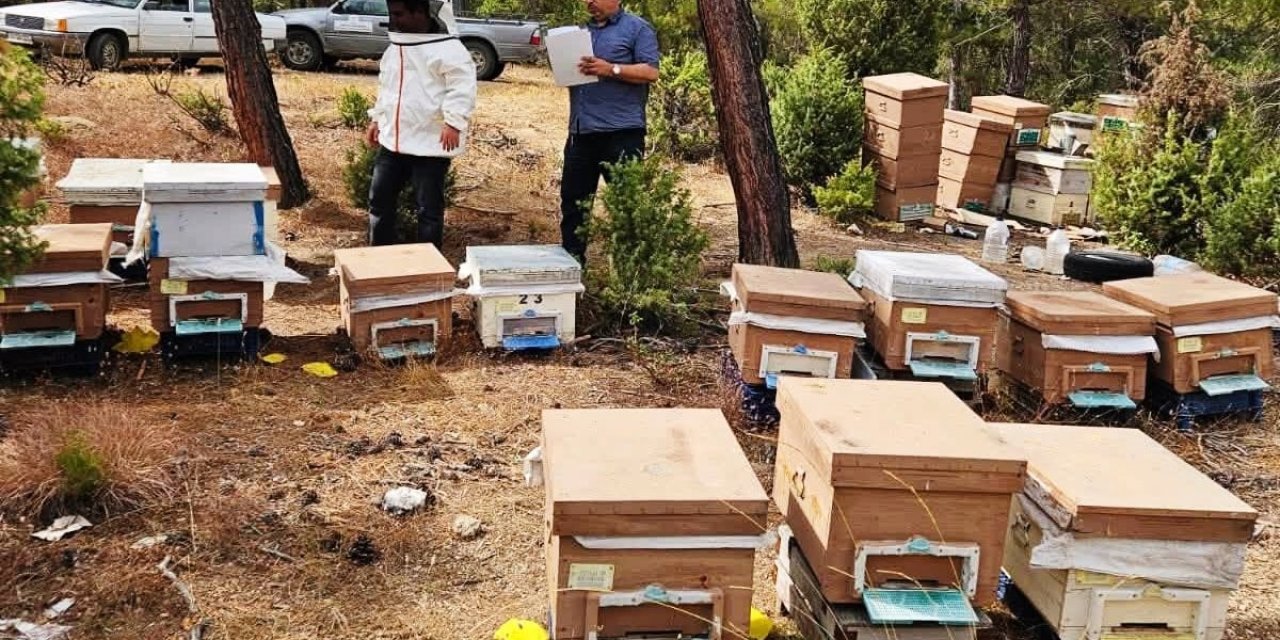 Emet’te arılı kovan tespit çalışması yapıldı