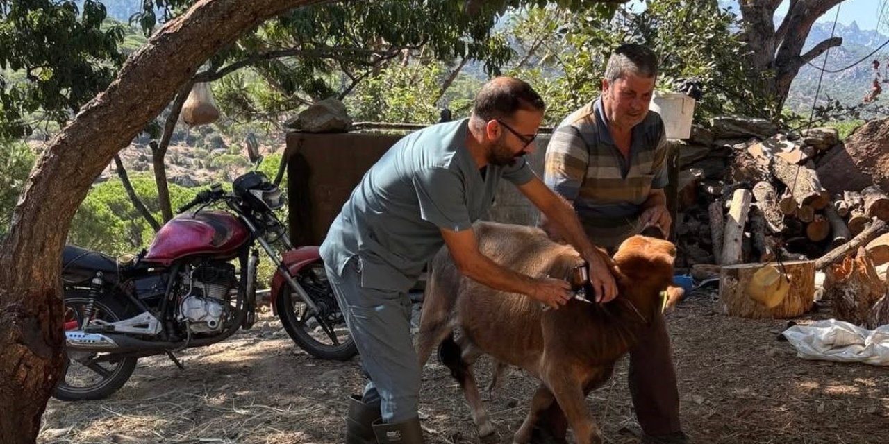 Söke’de sonbahar dönemi şap aşılama çalışmaları sürüyor