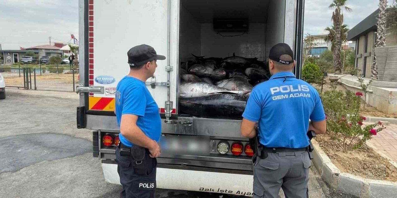 İzmir’de kaçak avlanan 3 ton mavi yüzgeçli orkinos ele geçirildi