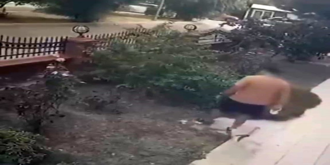 İzmir’de köpeğini gezdiren şahsın yavrulu kediye tekmeli saldırısı kamerada