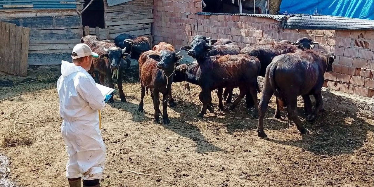 Çay’da sonbahar aşılama kampanyası sürüyor