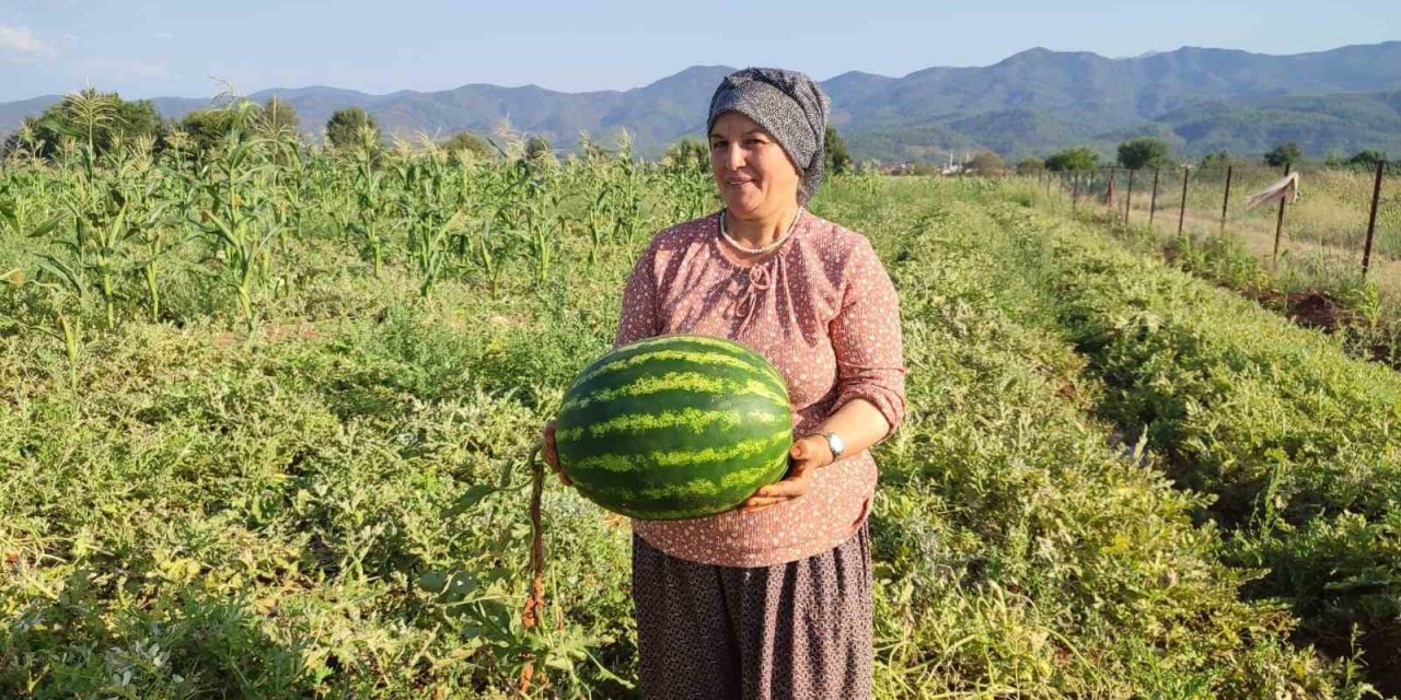 Beyağaç’ta ata tohumundan gelen bereket
