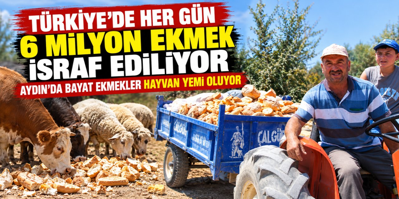 Türkiye’de her gün 6 milyon ekmek israf ediliyor: Aydın’da bayat ekmekler hayvan yemi oluyor