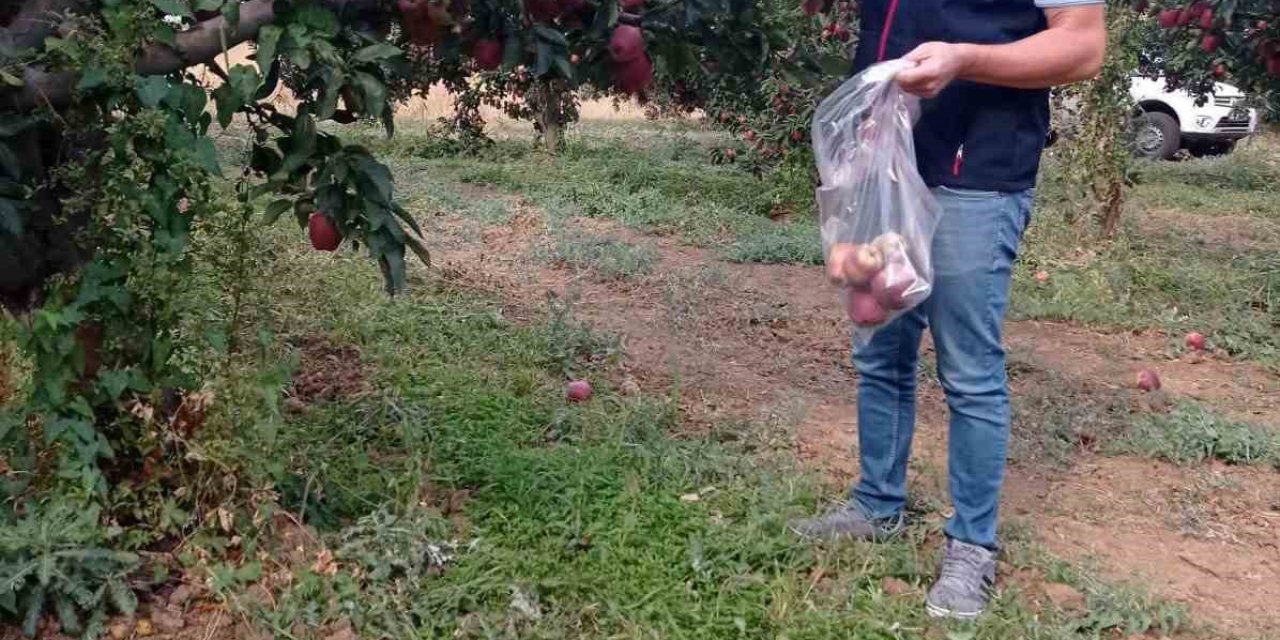 Çivril elmasına hasat öncesi pestisit kontrolü