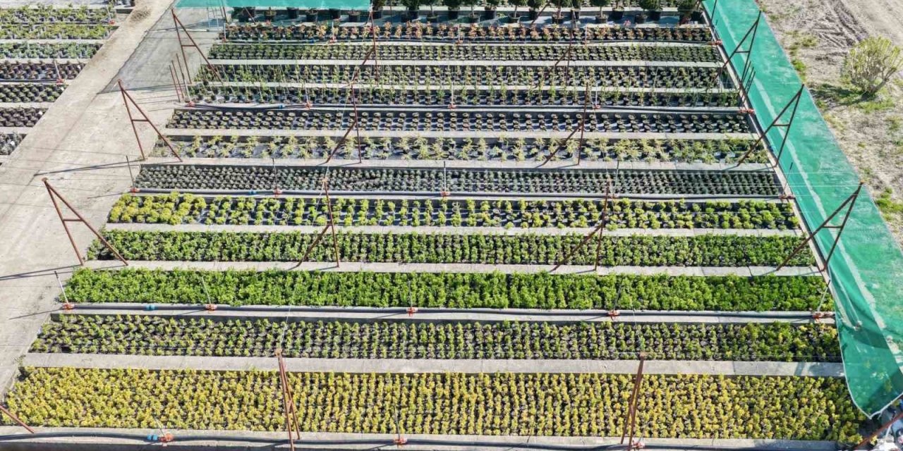 Muradiye Fidanlığı’ndan yeşil seferberlik