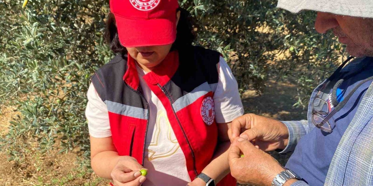 Manisa’da zeytin sineği uyarısı