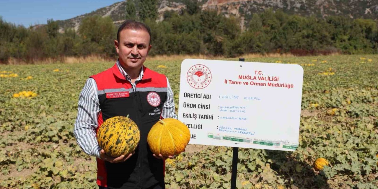 Menteşe’de yayla kavunu ve ata sebzelerinin hasadı yapıldı