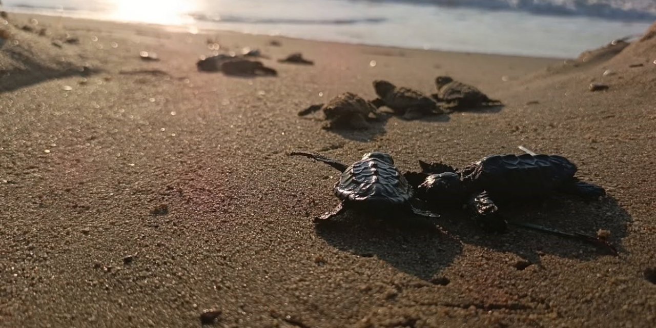 Sürpriz yuvadan 67 caretta caretta yavrusu çıktı