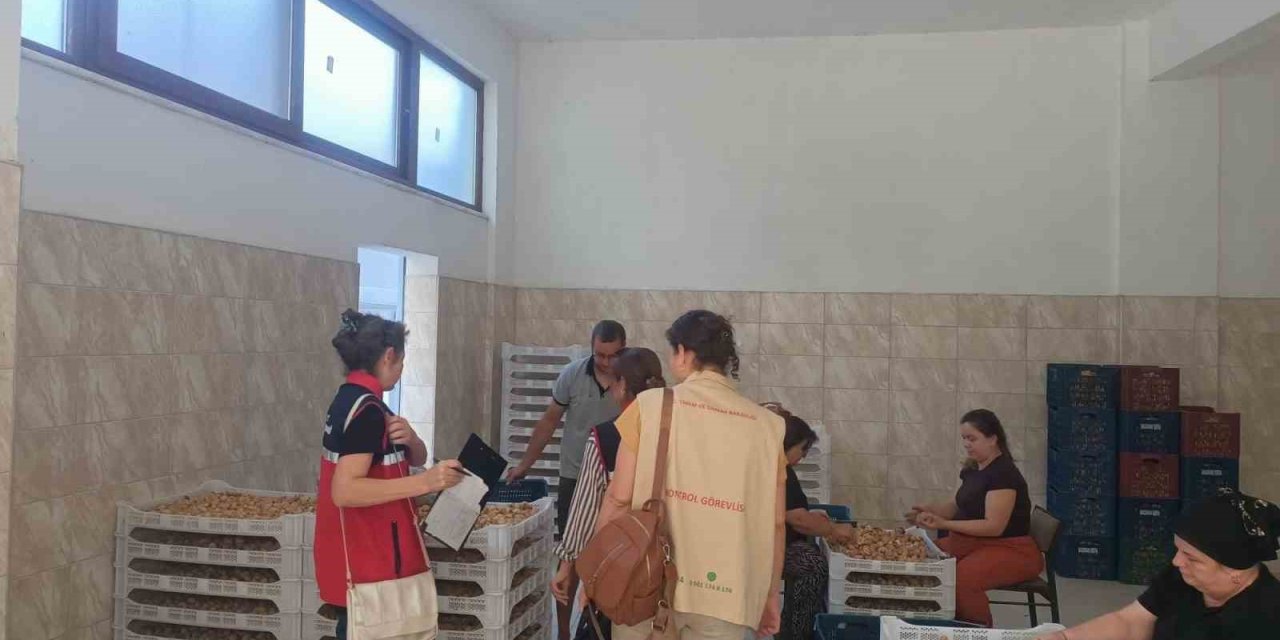 Aydın incirinin güvenilirliği için sahada titiz denetim