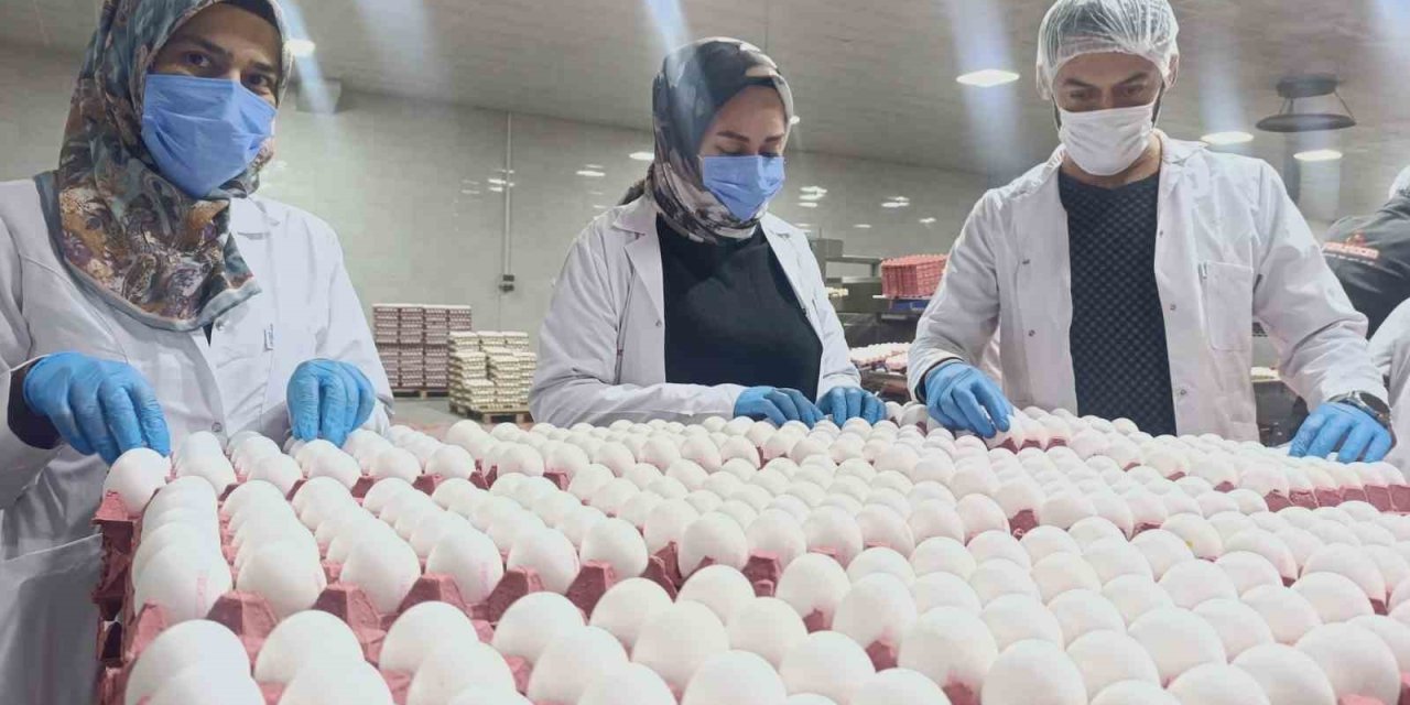 Yumurta fiyatlarına kısa vadede zam beklenmiyor