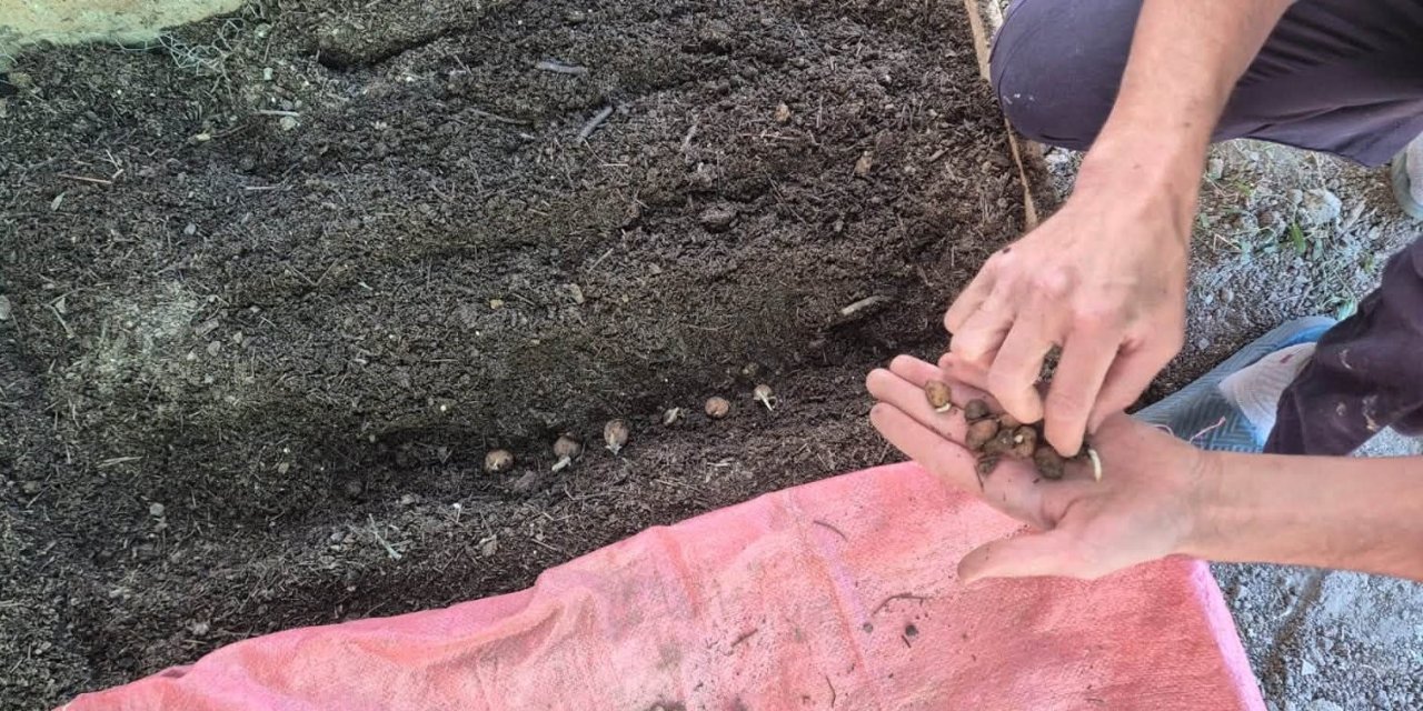 Pazarlar’da salep üretim alanında ekim kontrolü