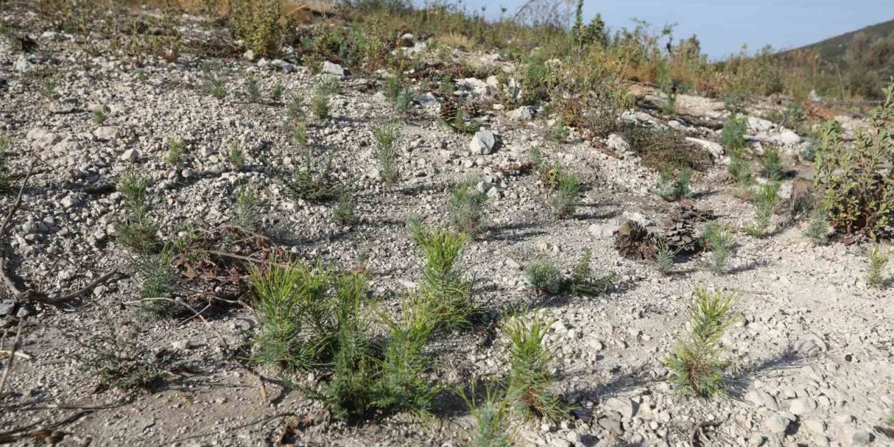 Manisa’da yanan ormanlar yeniden yeşerecek