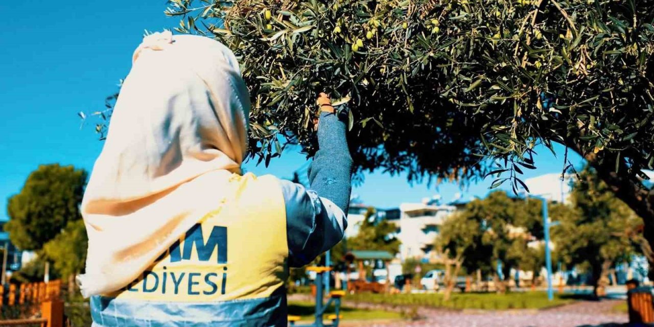 Didim Belediyesi, zeytin hasadına başladı