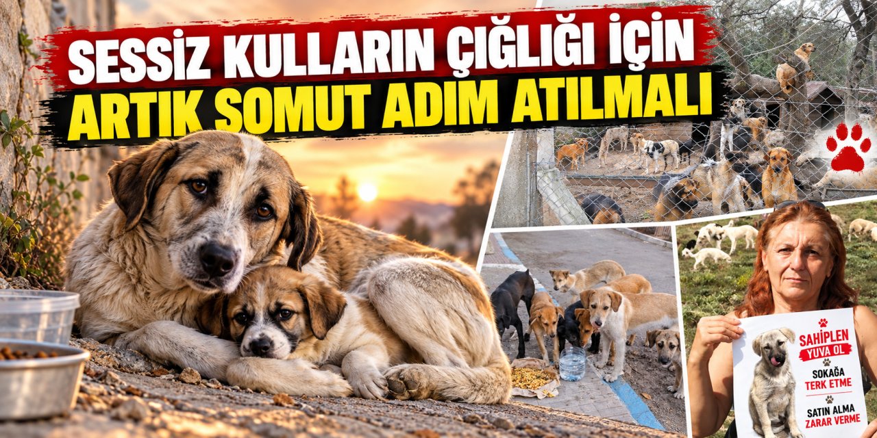 “Sessiz kulların çığlığı için artık somut adım atılmalı”