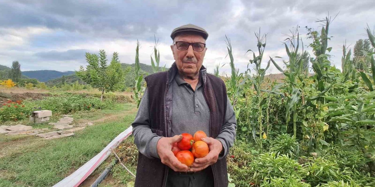 Dededen kalan domates tohumunu geleceğe taşıyor