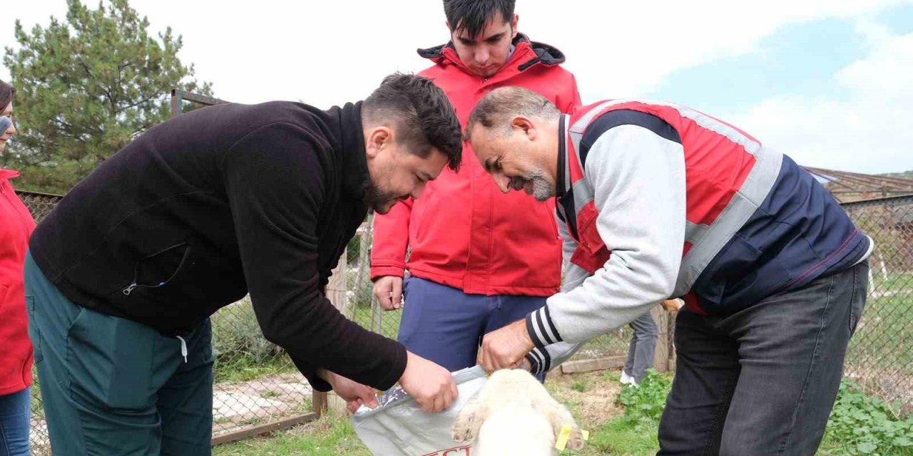 Kütahya’da sahipsiz hayvanlara mama desteği