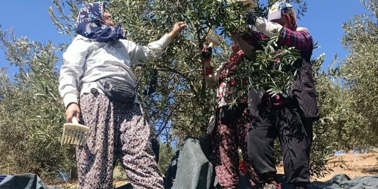 Coğrafi işaretli Domat zeytininde hasat başladı