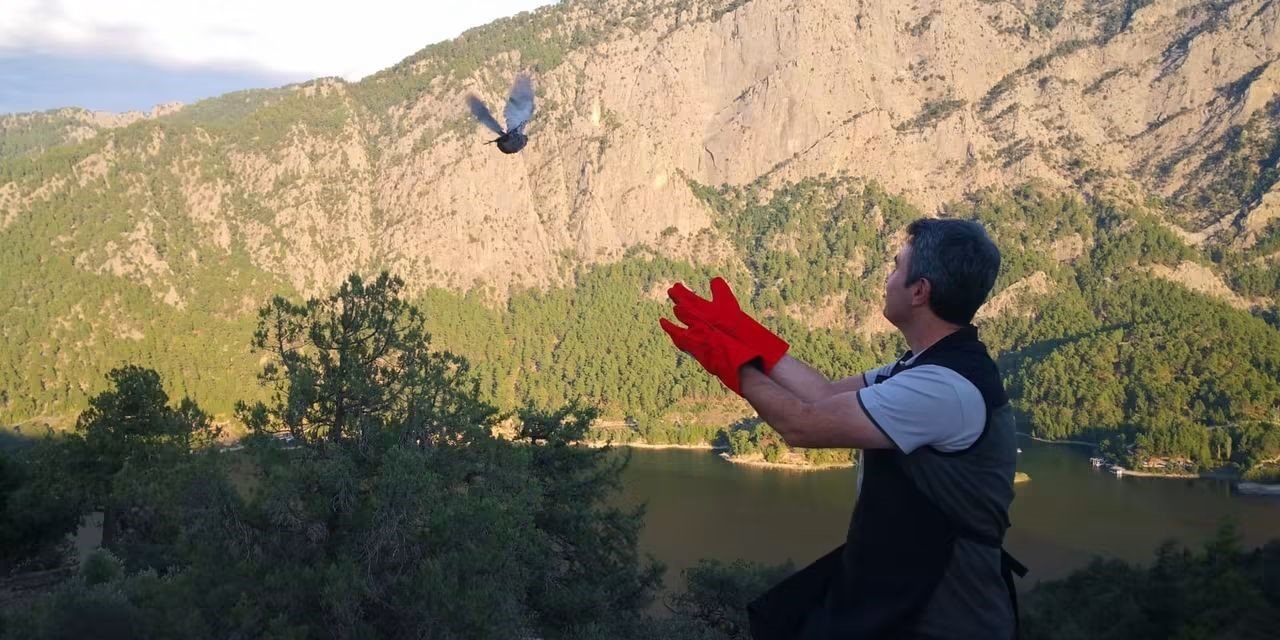 Şuhut’ta üretilen 200 çil keklik Burdur’da doğaya salındı