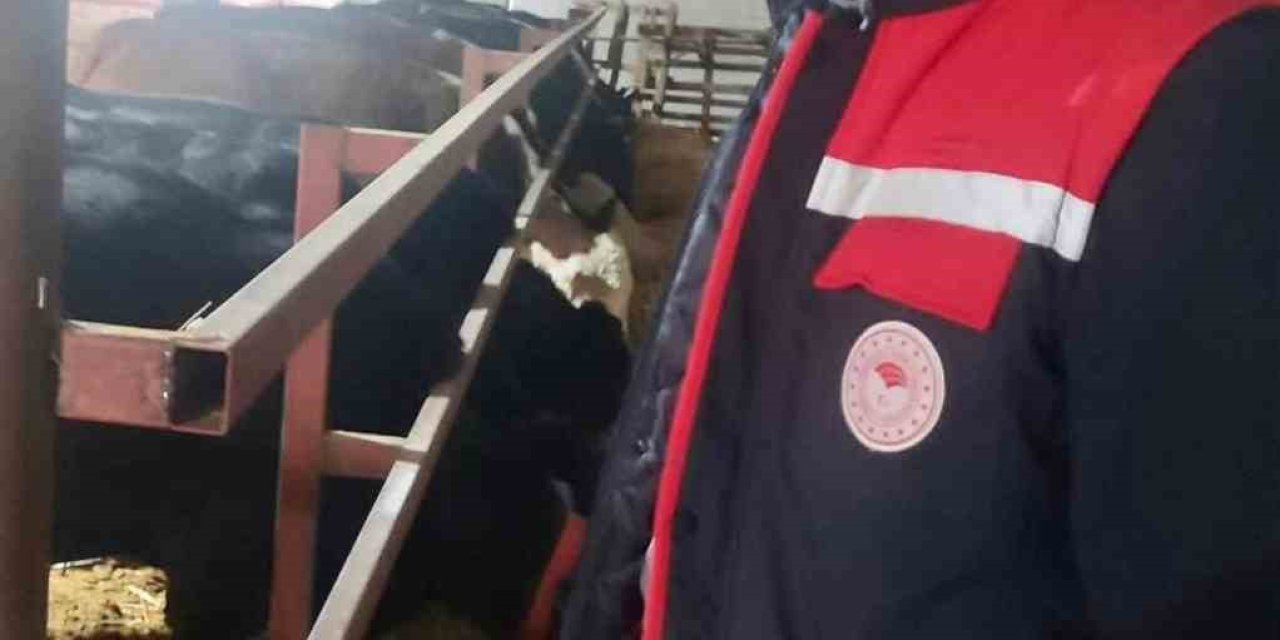 İthal hayvanların bulunduğu işletmelerde kontroller sürüyor