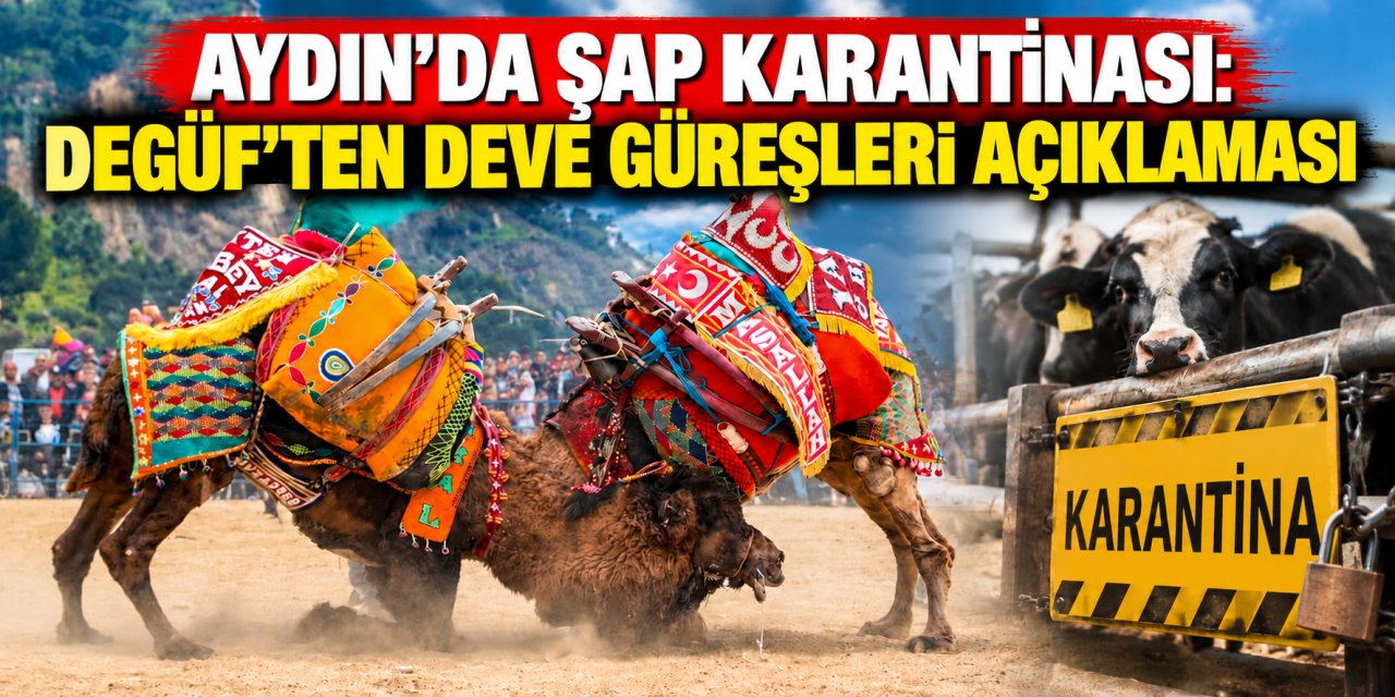 Aydın’da şap karantinası: DEGÜF’ten deve güreşleri açıklaması
