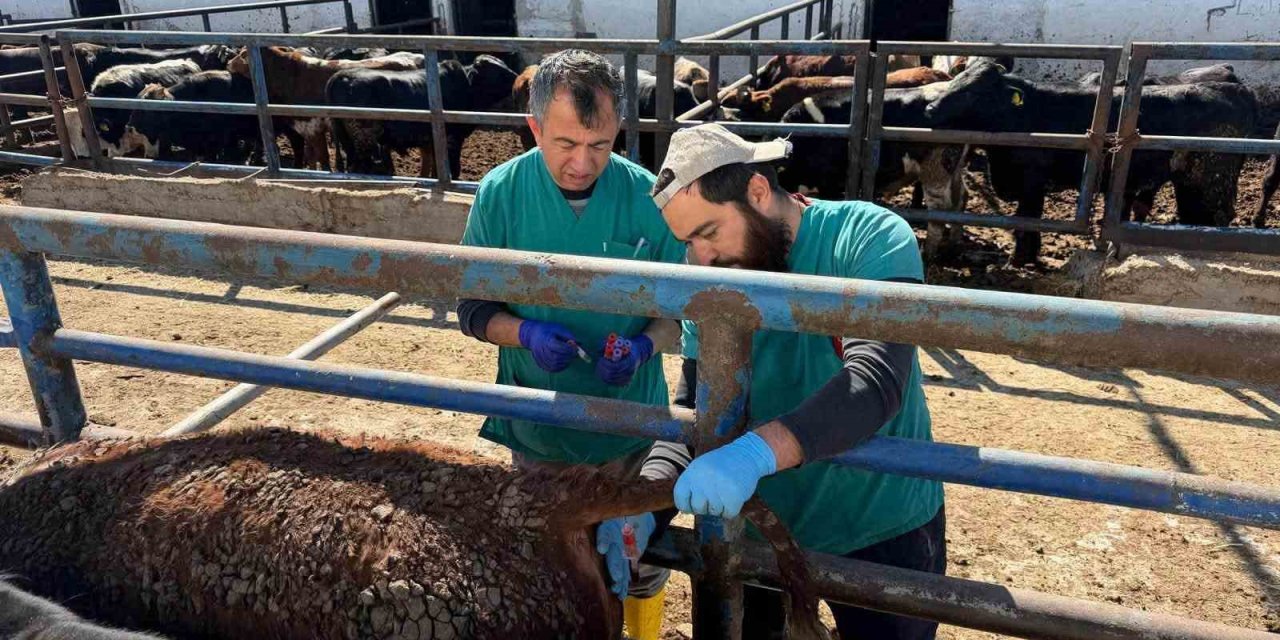 Kütahya’ya Uruguay’dan getirilen sığırlara sağlık kontrolü