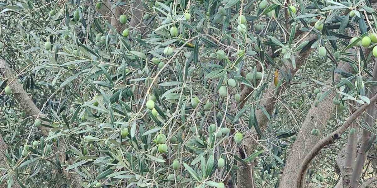 Sarayköy’de pamuk, zeytin ve yağlık ayçiçeği üretimine saha kontrolü