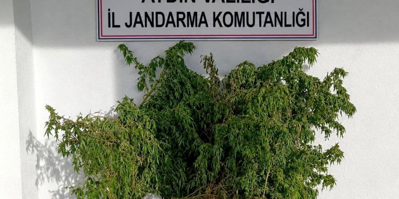 İncirliova’daki uyuşturucu baskınında 47 kök kenevir ele geçirildi
