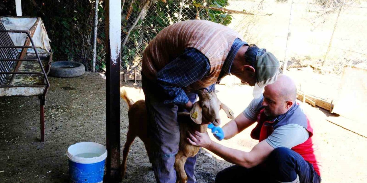 Muğla’da hayvan sağlığı ile mücadele çalışmaları devam ediyor