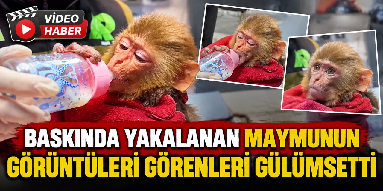 Baskında yakalanan maymunun görüntüleri görenleri gülümsetti