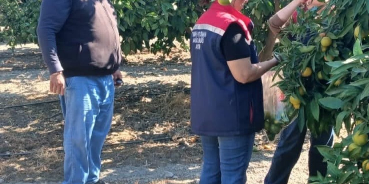 Söke’de tarım ürünlerinde pestisit denetimi